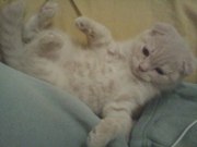 Продам двух котят скоттиш-страйт и фолд, девочки, 3 мес.