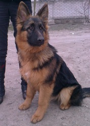 Немецкая овчарка