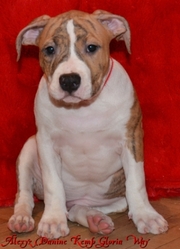 Щенки АСТ.Документы КСУ. Питомник Gloria Way., Киев