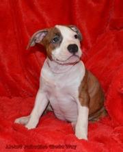 Щенки АСТ.Документы КСУ. Питомник Gloria Way., Киев