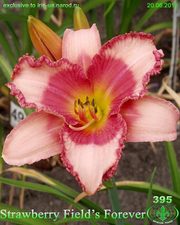 Лилейники для Вашего сада