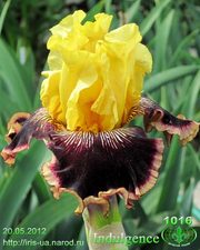 Ирисы для Вашего сада