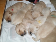 Щенки элитные лабрадора ретривера