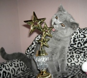 Британские котята от шоу производителей. Это то, что Вам нужно!