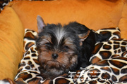 Щенки йоркширского терьера мини и стандарт!