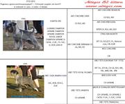 Щенки миттельшнауцера от титулованых родителей с устойчивой психикой