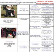 Ризеншнауцер, щенки