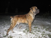 бурбуль. ищем Хорошую невесту.Чемпион Молдавии, Азербайжана, Кипра, Укра