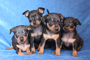 Щенки Пражского Крысарика