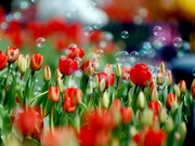 Тюльпаны оптом свежесрезанные