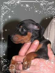 Продажа шикарной девочки-красавицы цвергпинчера!!