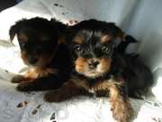 мишенька ищет семью