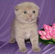 Плюшевый шотландский малыш