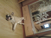 Французский бульдог предлагается к вязке