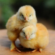 Суточные и подрощенные цыплята бройлера