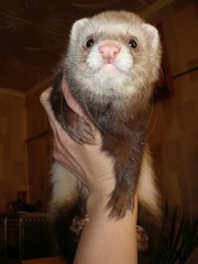 Предлогаются к резервированию хорята