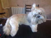 Зоопарикмахерская для собак и котов в Херсоне.