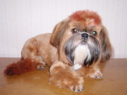 Стрижка самых любимых собак и котов.