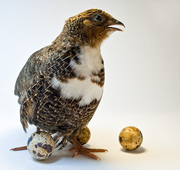 Продам перепелов разных пород и возрастов