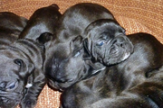 Продаются щенки французского бульдога