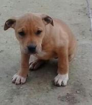 продам щенка стаффа девочка окрас песочный