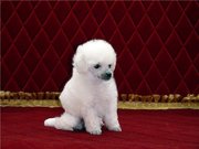 Изумительные белые той-пуделя