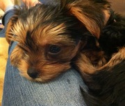 Кому не хватает чуда? Выбираем комочек счастья)