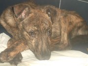 Отдам в добрые руки