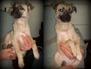 Отдам в хорошие руки