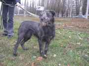 Отдам в хорошие руки симпатичную Альму, помесь терьера, 10 месяцев.