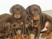 Щенки добермана шоколадные!Очень хорошенькие)
