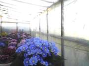 Продам цветы оптом к 8 марта