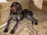 Вязка с элитным кобелём - порода дратхаар