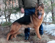 Вязка с титулованным кобелем немецкой овчарки