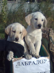 Продам щенков лабрадора