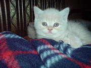 Продам британского котёнка