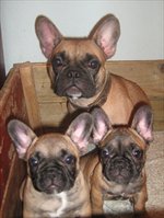 Продам щенков французского бульдога. Рыжие мальчики и чисто белая дево