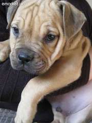 Щенки КА ДЕ БО