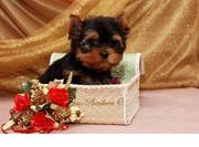 продам щенка йорка