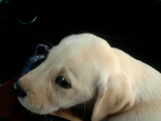 Щенка лабрадора-ретривера