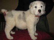 Среднеазиатская овчарка Алабай - Продам