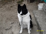 русско европейская лайка