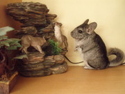 ПРОДАМ ШИНШИЛЛ