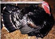 Французский черный индюк
