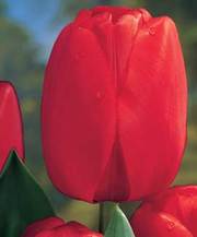 Продаю тюльпаны