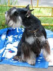 цвергшнауцер