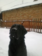 Вязка лабрадор-ретривер