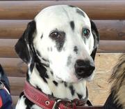 на героев днепра пропал далматин