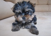 ПРОДАМ СРОЧНО!!! Мини-Йоркширский терьер!