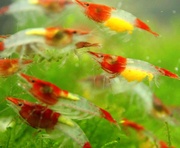 продам креветок рилли